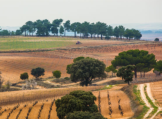 Campo Viña Sastre